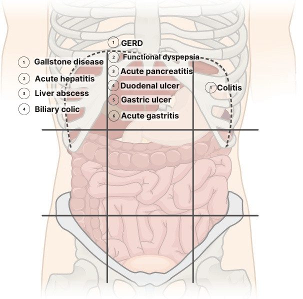 abdominal top regions